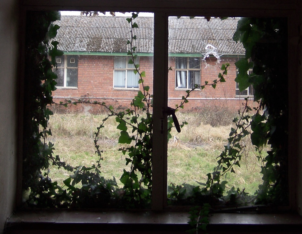 Ivy-covered window