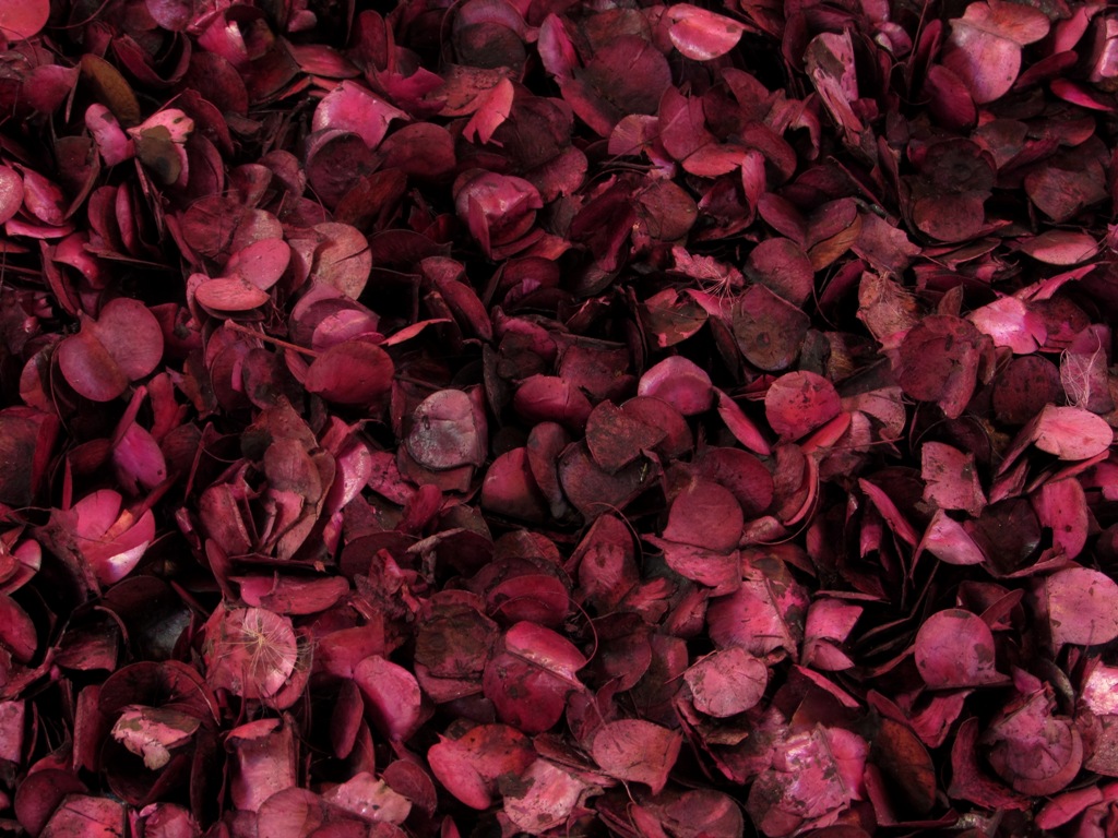 Petals, 2014