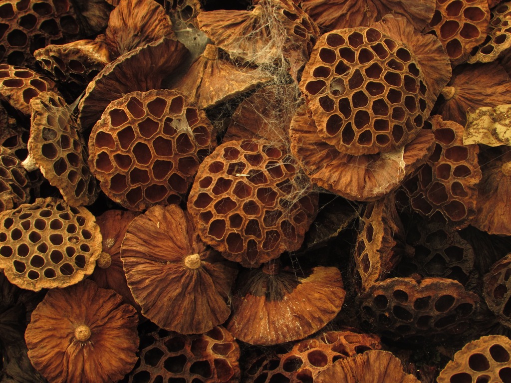 Lotus pods, 2014