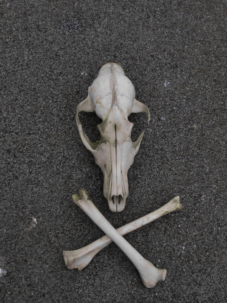 Ex-fox, 2015