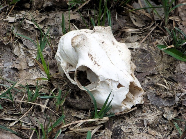 Ex-deer (2014)