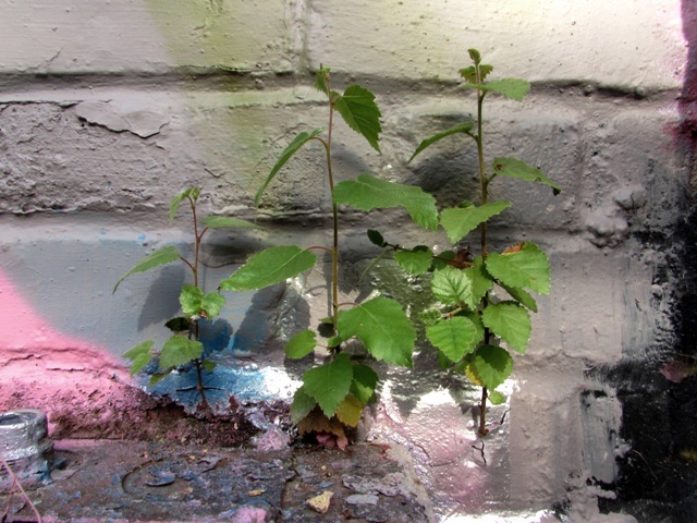 Saplings growing out of the wall (2014)