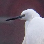A little egret perches on an unidentified vessel near the fuel reserve depot